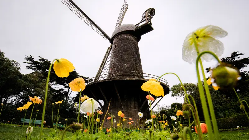 Campos de flores em Holambra encantam com cores e tradição